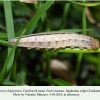 pseudochazara daghestana chonkatau final larval instar 3